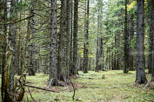 Forest with lots of old tall trees,some of them covered with moss,standing in a line during daylight