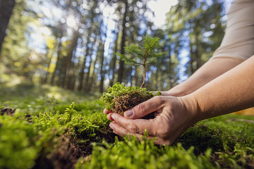 Adult woman,wearing a beige pullover planting a young tree in the forest,holding the tree with roots in her hands,lots of tall trees in the background