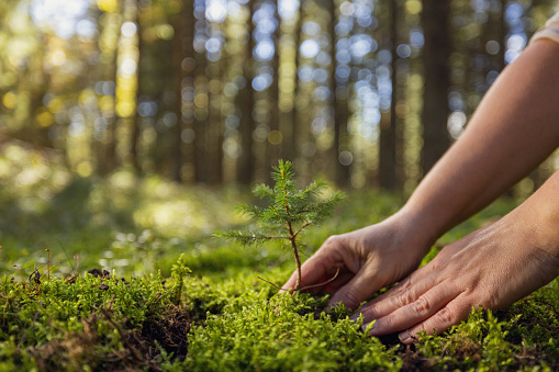 Adult white Woman planting a young tree in the forest on moss,environmental Protection,trees in the background