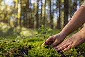 Adult Woman planting a young tree in the forest on moss,environmental Protection