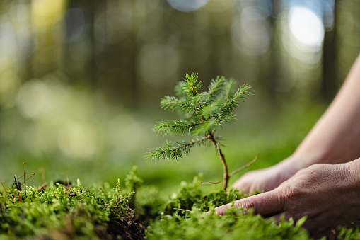 Close-up woman planting a young fir tree in the forest,putting it down on the ground