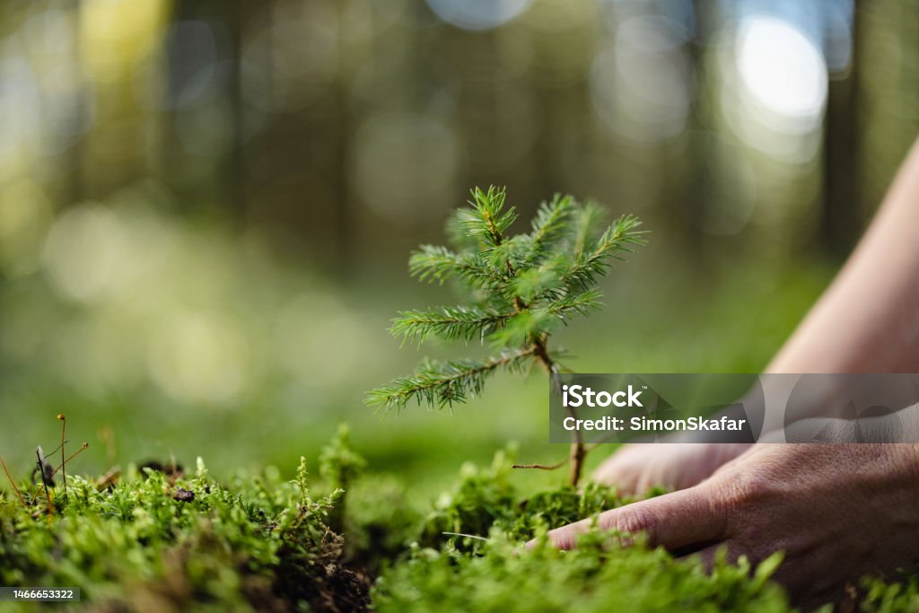 Close-up woman planting a young fir tree in the forest,putting it down on the ground Close-up white woman planting a young fir tree in the forest,putting it down on the ground,focus on foreground Tree Stock Photo