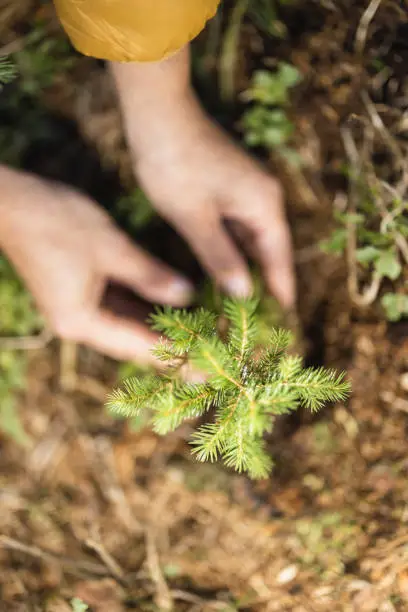 Photo of Woman planting a young tree to afforestation the forest,high angle view