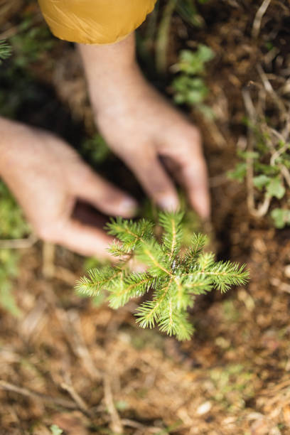 mulher que planta uma árvore jovem para florestar a floresta, visão de ângulo elevado - afforestation - fotografias e filmes do acervo