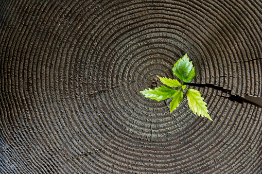 Little plant growing from tree stump.