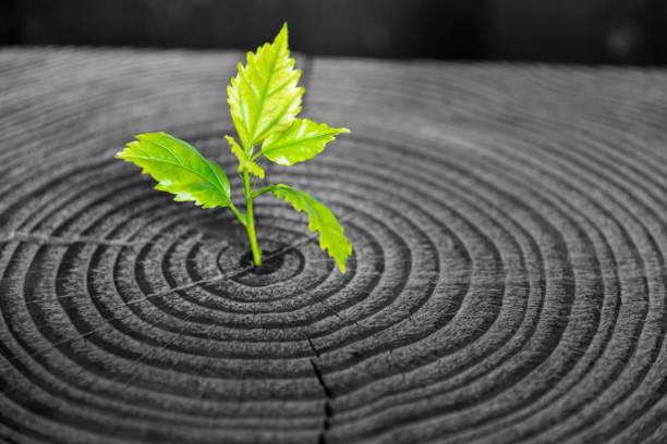 istock Little plant growing from tree stump 1466653891