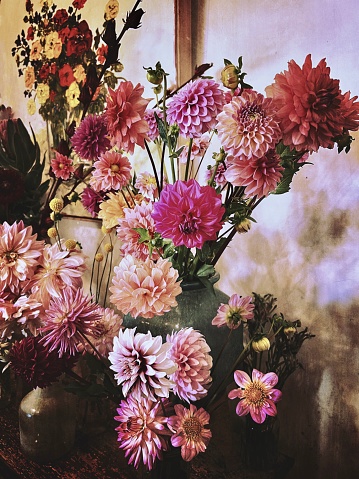 Vertical closeup photo of bunches of colourful pink toned Dahlias in pots on display in a Florist shop. A painting of a flower bouquet and shadows are in the background.