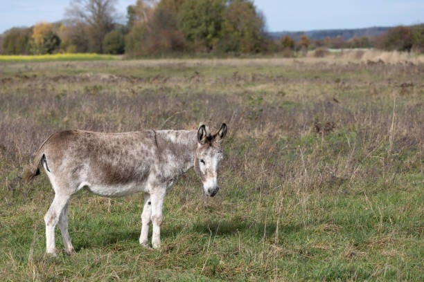 âne debout dans un vaste paysage sauvage, equus africanus asinus - donkey mule large grazing photos et images de collection