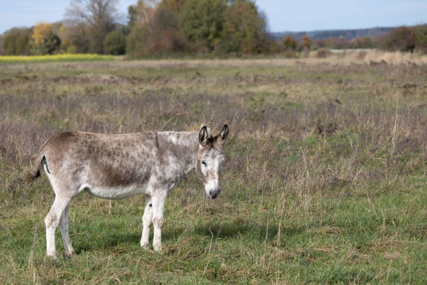 istock Donkey standing in wide, wild landscape, Equus africanus asinus 1466654111