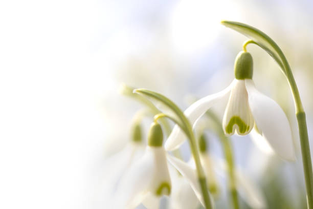 istock White flower, snowdrops in winter, white in white, Galanthus 1466654137