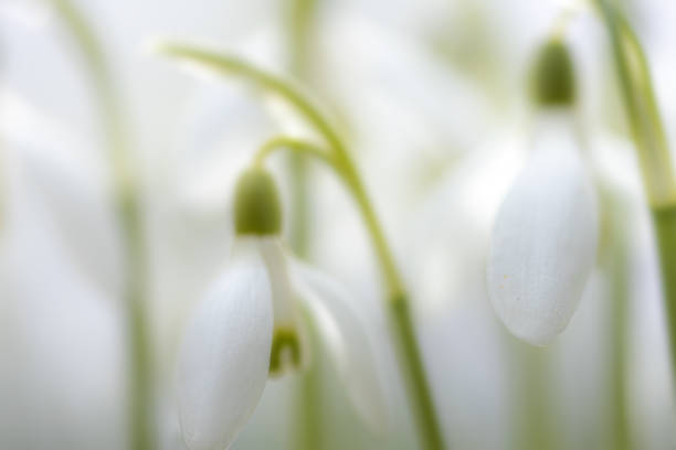 White flower: early blooming snowdrops in winter, white in white, against blurred background as copy-space, Galanthus
