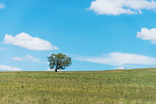 Single tree on meadow under blue sky.