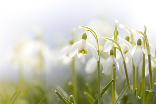 first snowdrop flowers growing through dry foliage outdoors in forest, shallow focus, blurred surounding
