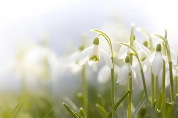 White flower: early blooming snowdrops in winter, white in white, against blurred background as copy-space, Galanthus