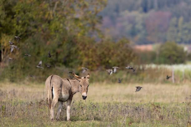 âne broutant dans un vaste paysage avec d’autres animaux, equus africanus asinus - donkey mule large grazing photos et images de collection