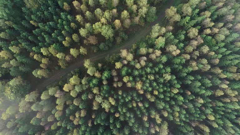 Fog over autumn forest from drones