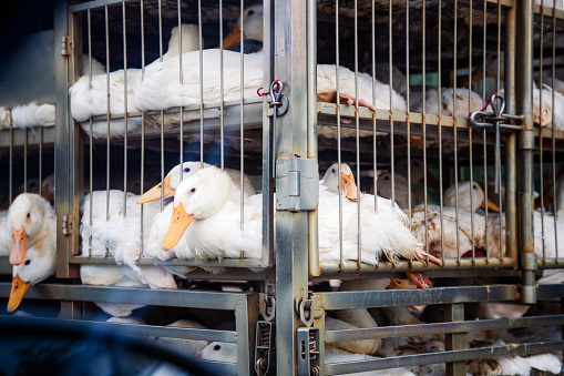 duck transport in cage on pickup at country road in north vietnam