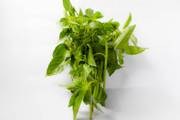 istock basil leaves, isolated over white background 1466665908