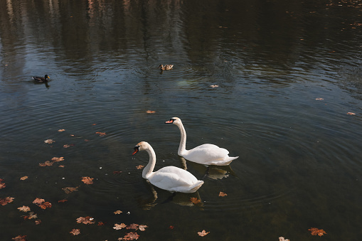 Graceful white swans on the lake