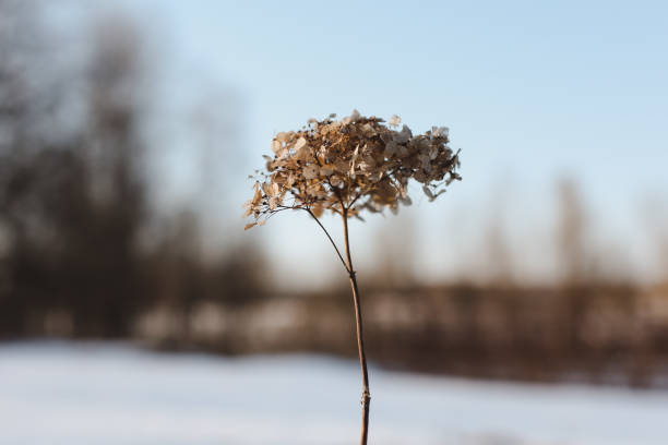 dry hydrangea branches with flowers on a blurry background. hydrangea hortensis. seasonal nature background. spring landscape details. wild plants in meadow. - 12026 imagens e fotografias de stock