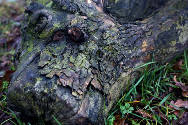 Trunk  laying on grass and foliage seen up close