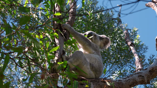 Wild koala bear feeding on Eucalyptus Gum Tree leaves at Magnetic Island National Park, Queensland with a blue sky. Rare sleeping marsupial animal in a tree with fluffy fur. Cinematic nature documentary of a scenic tourist attraction in Australia. 4K UHD