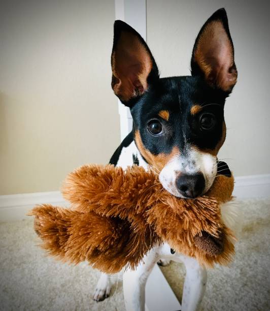 istock Rat terrier dog holding plush toy 1466676495