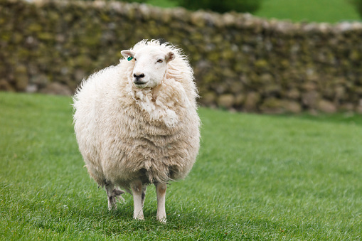 Cute newborn lamb and sheep looking at camera, caring, on green meadow, close up.