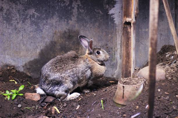 istock Rabbit with thick hair on the mound 1466681758