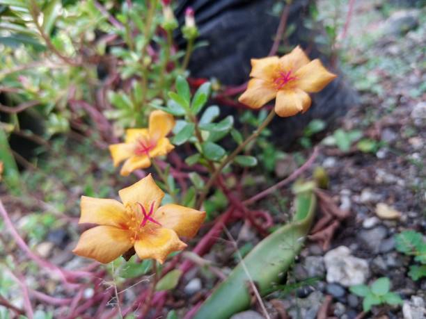 istock Beautiful blooming portulaca flowers 1466683128