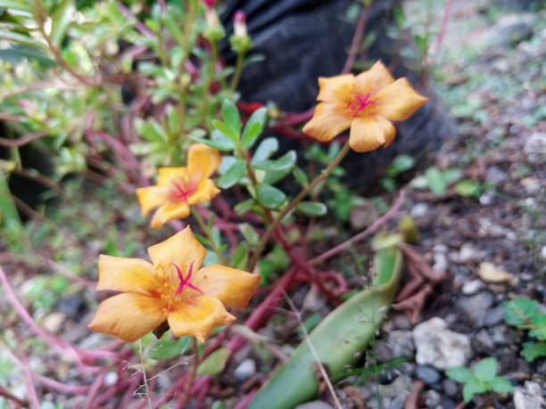 istock Beautiful blooming portulaca flowers 1466683706