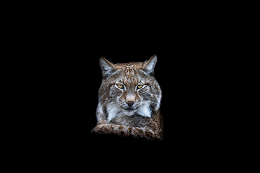 Portrait of a lynx with a black background