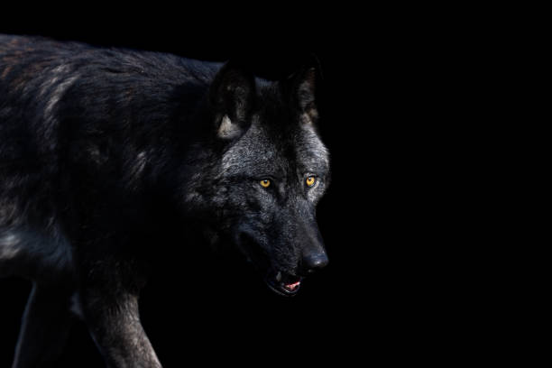 istock Portrait of a black wolf with a black background 1466684569