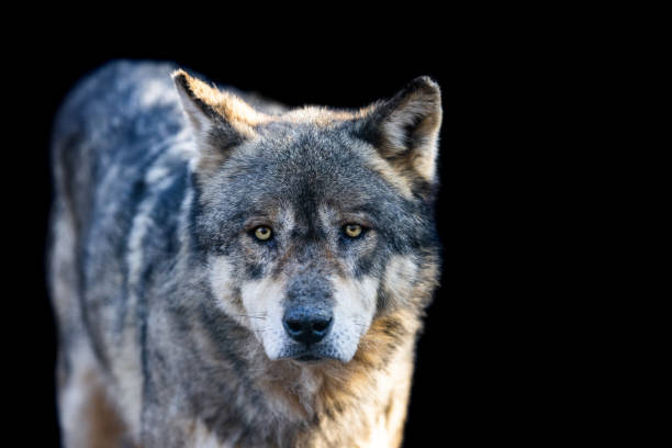 istock Portrait of a grey wolf with a black background 1466684585