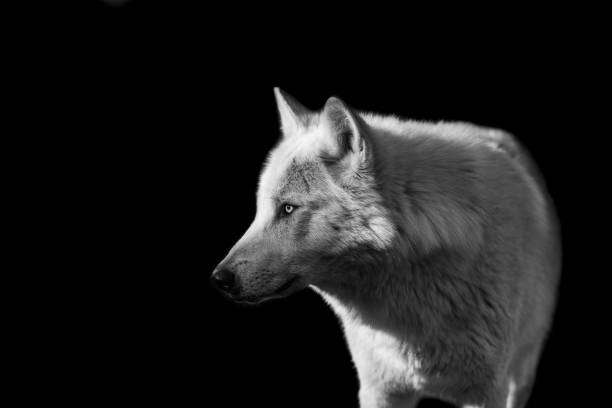 istock Portrait of a black wolf with a black background 1466684587