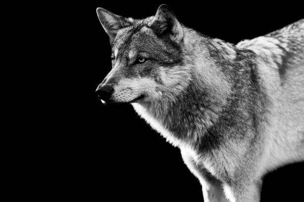 istock Portrait of a grey wolf with a black background 1466684597