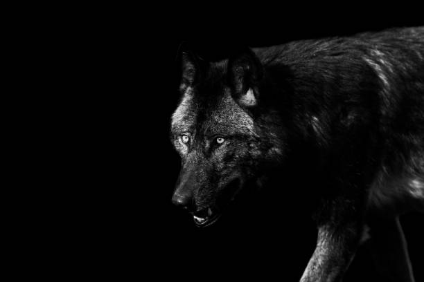 Portrait of a black wolf with a black background