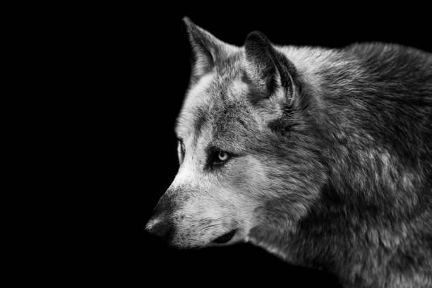 istock Portrait of a black wolf with a black background 1466684600