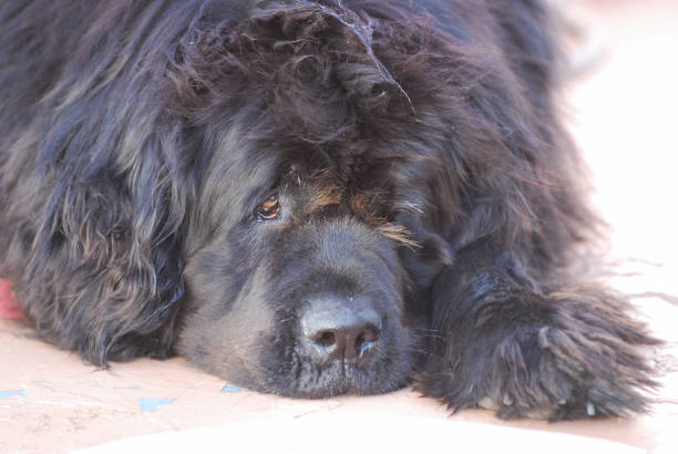 istock Fluffy Newfoundland dog laying down 1466684771