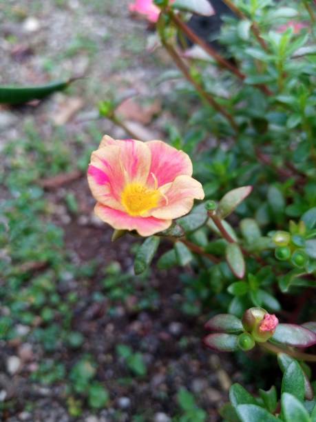 istock Beautiful blooming portulaca flowers 1466685058