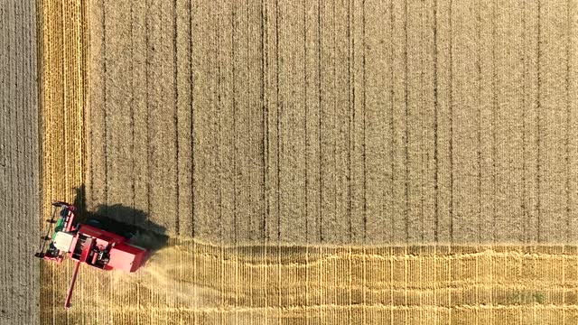 Combine harvester harvesting wheat during summer