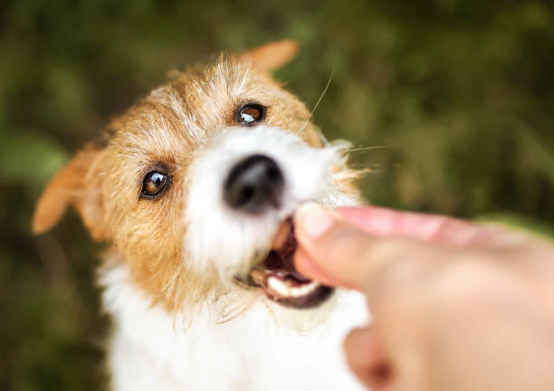 mão dando tratamento a um cão saudável, limpeza dos dentes, cuidados dentários para animais de estimação - dog eating puppy food - fotografias e filmes do acervo