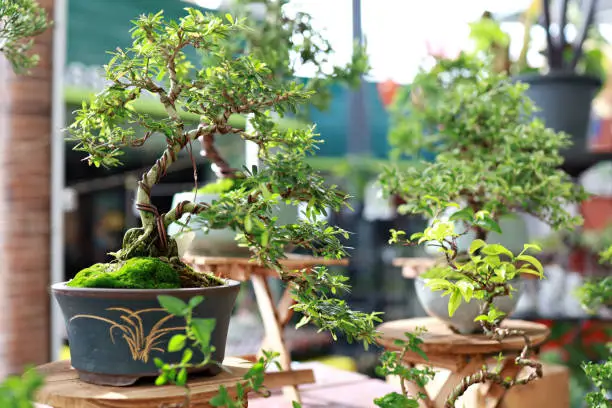 Photo of Beautiful bonsai potted tree being displayed in a courtyard