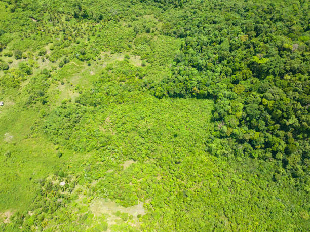 istock Tropical landscape with mountains and jungle in Philippines. 1466689569