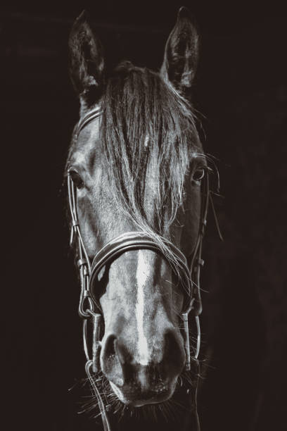istock Close up of horse 1466691457