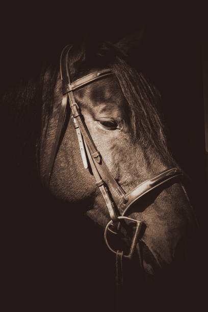 istock Close up of horse 1466691491