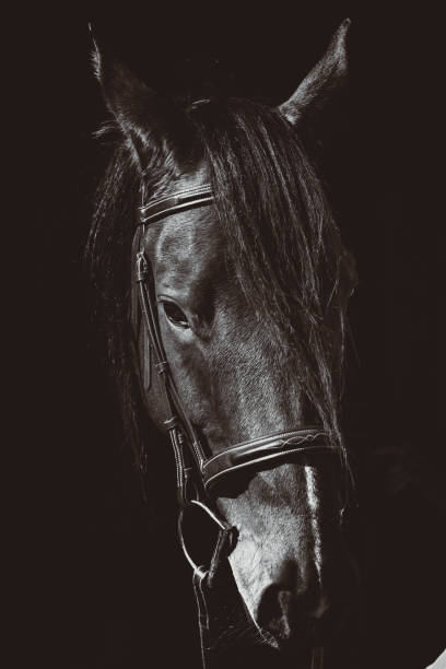 istock Close up of horse 1466691517