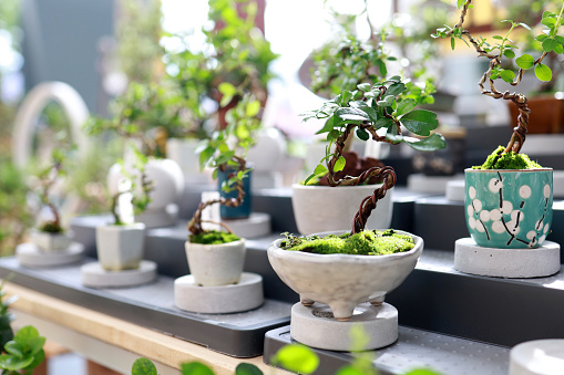 Beautiful bonsai potted tree being displayed in a courtyard