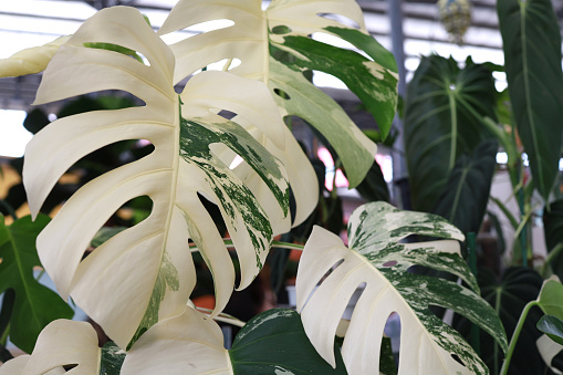 Monstera deliciosa ‘Albo Variegata’ is also called Variegated Cheese Plant, Variegated Monstera, and Variegated Swiss Cheese Plant.