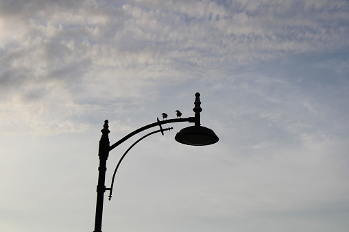 Two birds standing on a street lamp. freedom themed photo